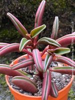 Peperomia Graveolens mit rot-grünen Sukkulenten-Blättern