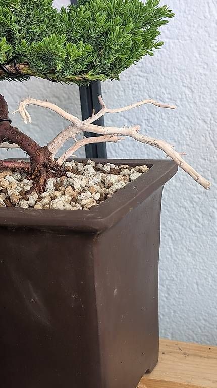 Piante & sementi: Bonsaï Juniperus semi-cascade  – Usato da Givisiez venduto da phi_g8ff 1
