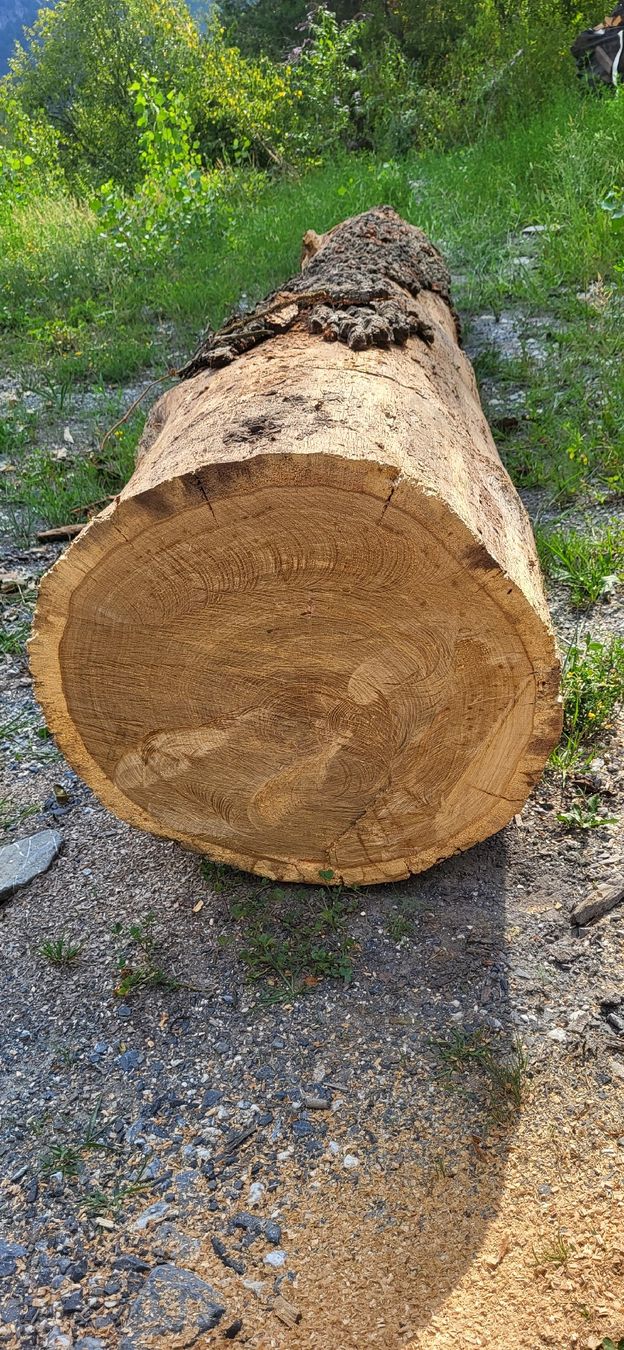 Articoli in legno: Eiche Stamm Eichenholz 4 meter Massivholz  – Nuovo (secondo la descrizione) da Jenins venduto da Wald-kauz