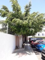 Ficussamen, original aus Gran Canaria.  5 stk.