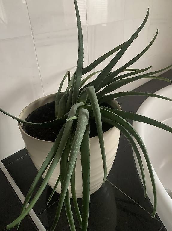 Plantes & graines: Aloe Vera Pflanzen  – D'occasion à Lütisburg Station par ilo_w8vk 1