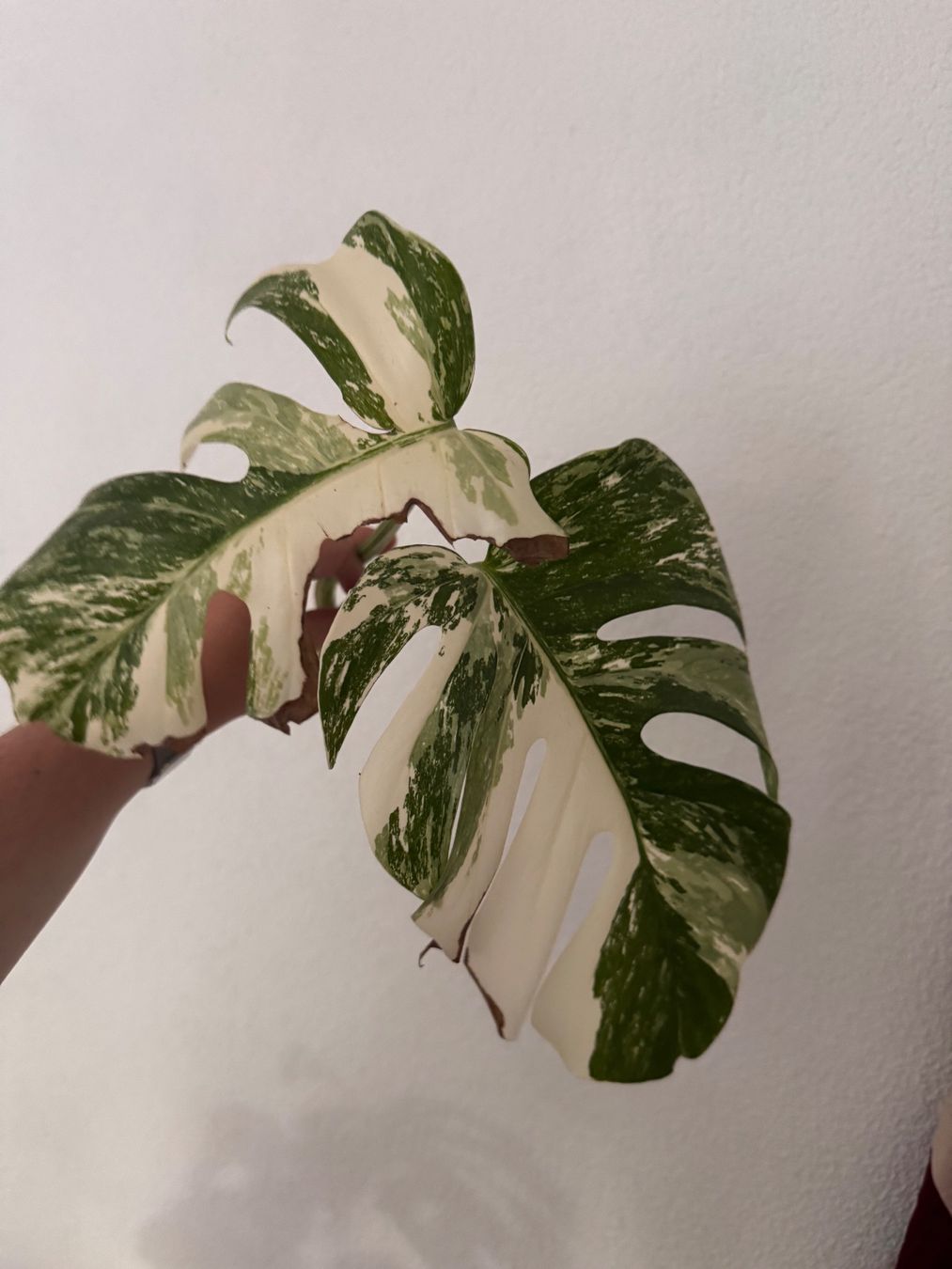 Pflanzen & Samen: Monstera Variegata Steckling – Gebraucht aus Benglen von Maune