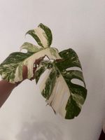 Monstera Variegata Steckling