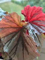 2x Begonia ‚Looking Glass‘