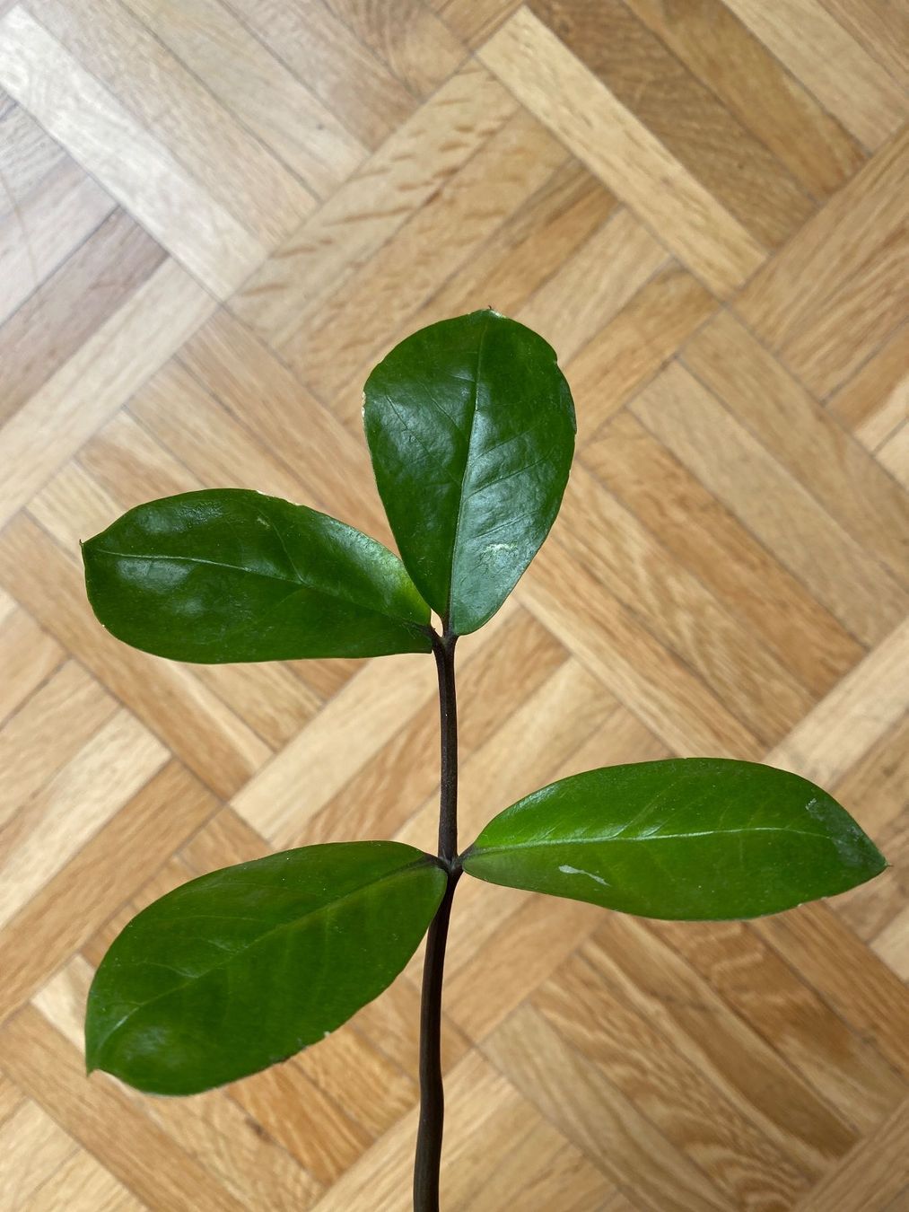 Piante & sementi: Zamioculcas Glücksfeder Steckling – Usato da Affoltern am Albis venduto da Michi_1414 1