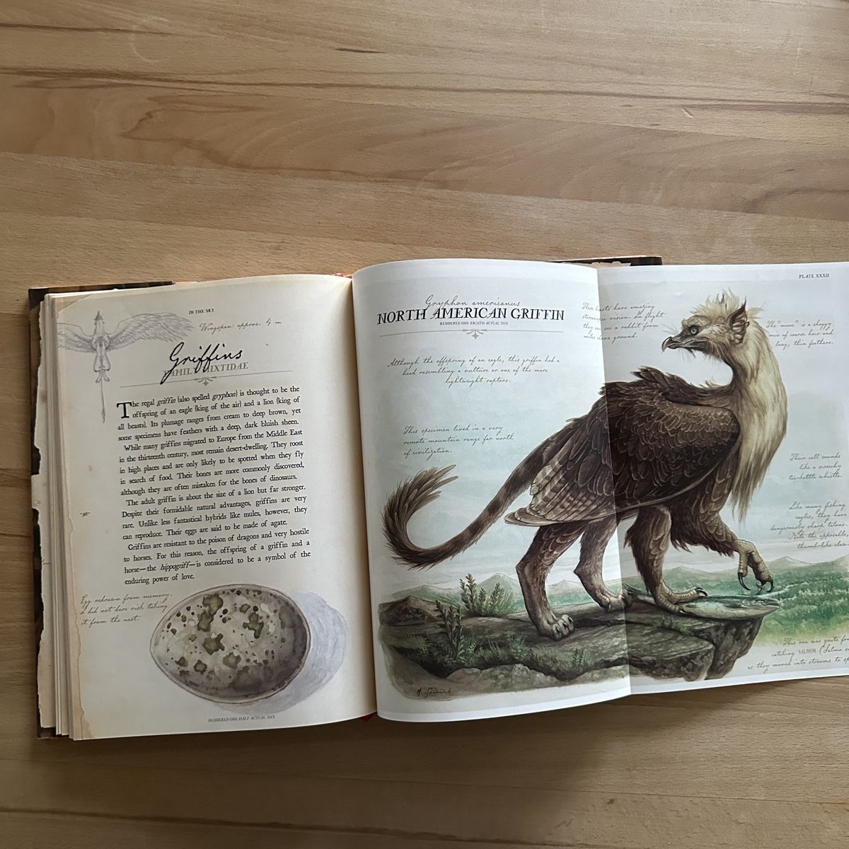 Libri: Arthur Spiderwick's Field Guide – Nuovo (secondo la descrizione) da Sax venduto da kaulquappe01 5