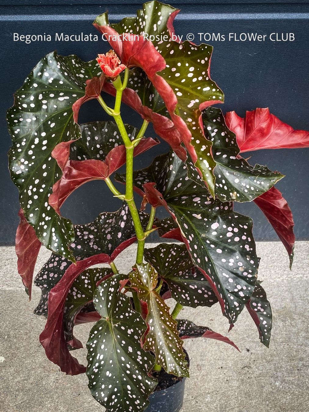 Pflanzen & Samen: Begonia Maculata Cracklin Rosie - einzigartige Farben – Neu und originalverpackt aus Adliswil von TAKEYOURPLANT