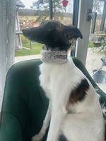 🐕 Sturmwind – Windhund-Halsband mit Kunstfell – Martingale