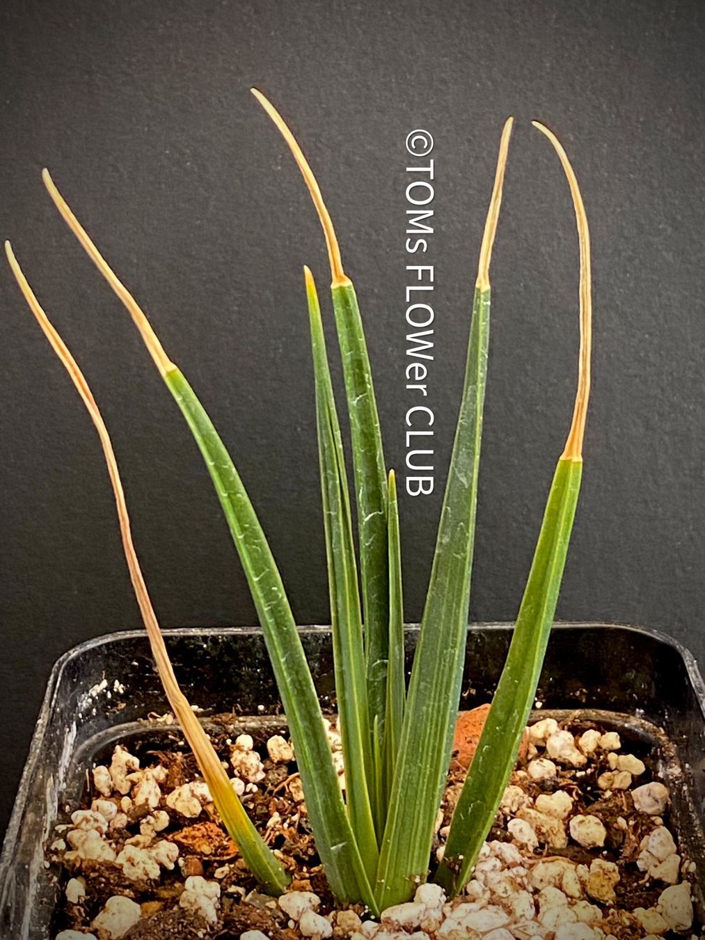 Dracaena Cinnabari - Socotra-Drachenbaum fr Dich (Neu (gemss  Beschreibung)) in Adliswil fr CHF 104  mit Lieferung auf Ricardo kaufen