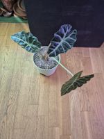 Alocasia amazonica ‘Polly’ – PON