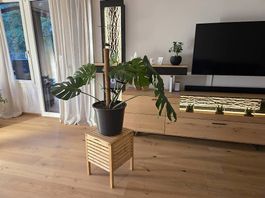 Monstera Deliciosa