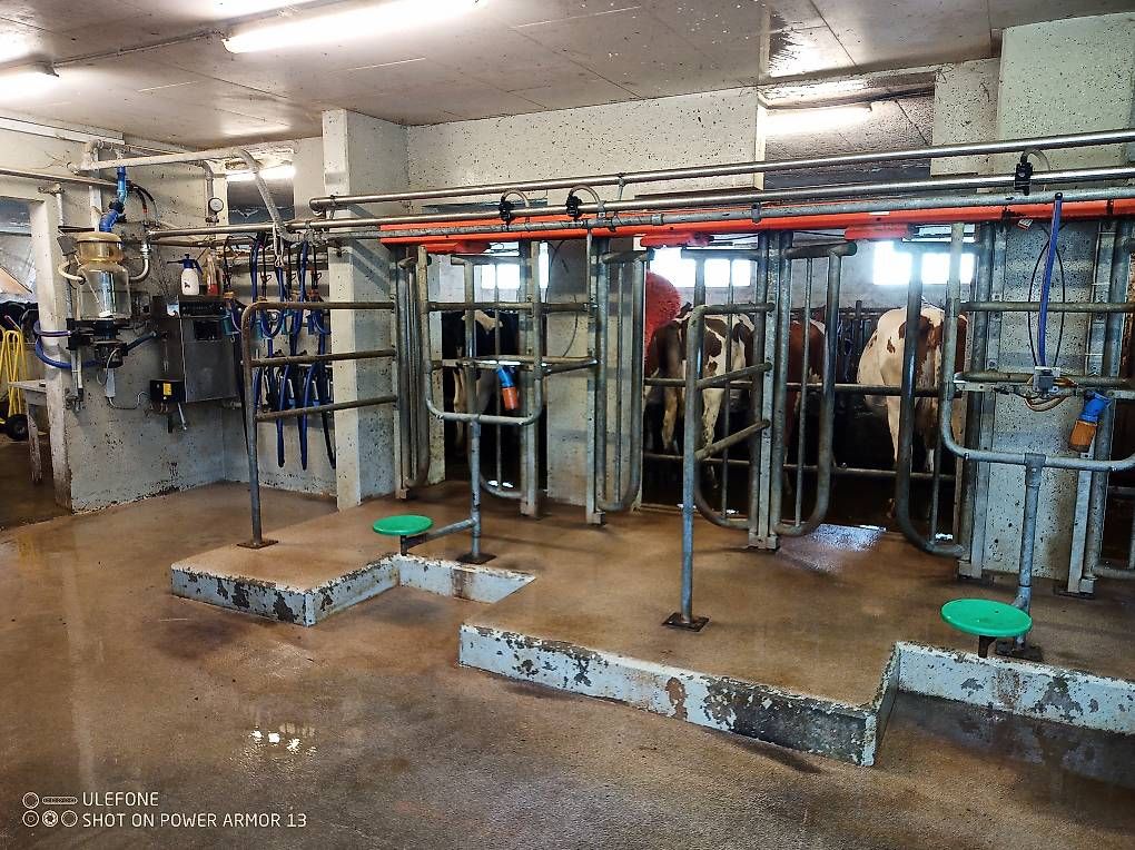 Tutte le macchine: Melkstand Melkanlage Milchtank  – Usato da Mosnang venduto da christian2291 2