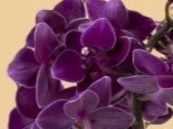 Piante & sementi: Mini  Orchidee WILD "Phalaenopsis FUCHSIA" 20 cm – Nuovo e nell'imballaggio originale da Rovio venduto da POSITIFFARTandPLANTS 5