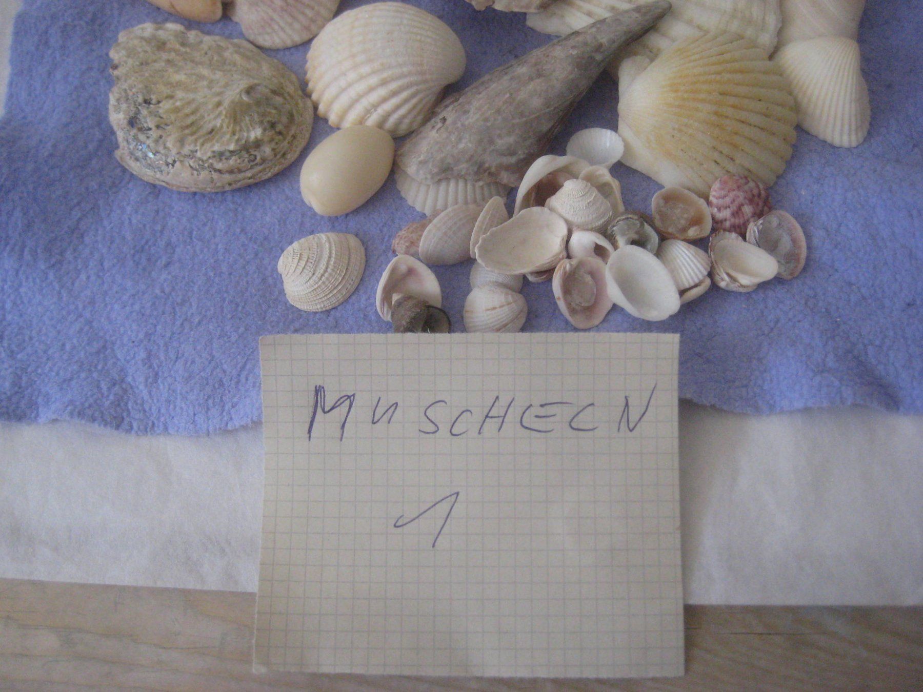 Fossiles: MUSCHELN – D'occasion à Uster par flocke1