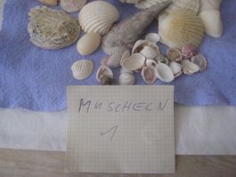 MUSCHELN
