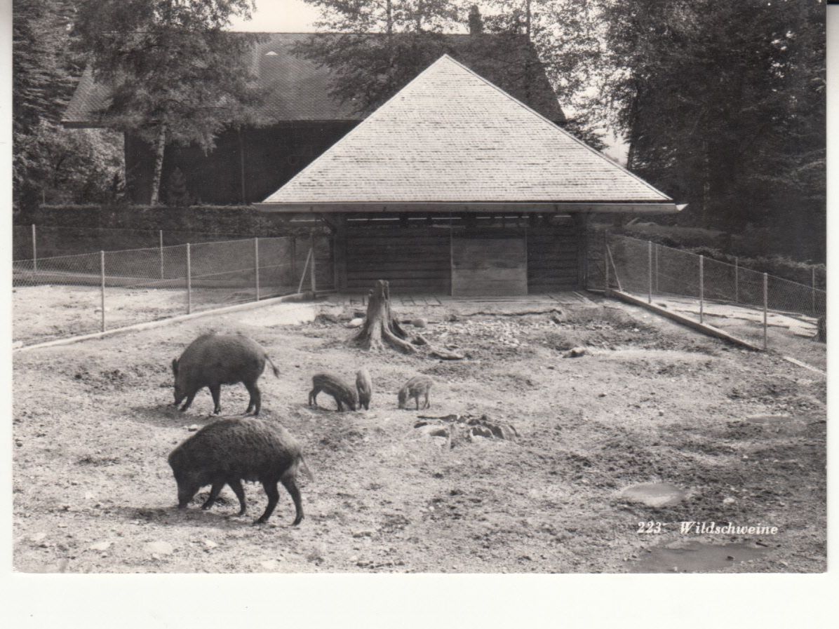 Cartoline postali: Langenberg Wildschweine 1968 – Usato da Bürglen TG venduto da StampGraf