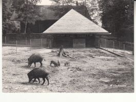 Langenberg Wildschweine 1968