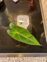 Alocasia Frydek Baby