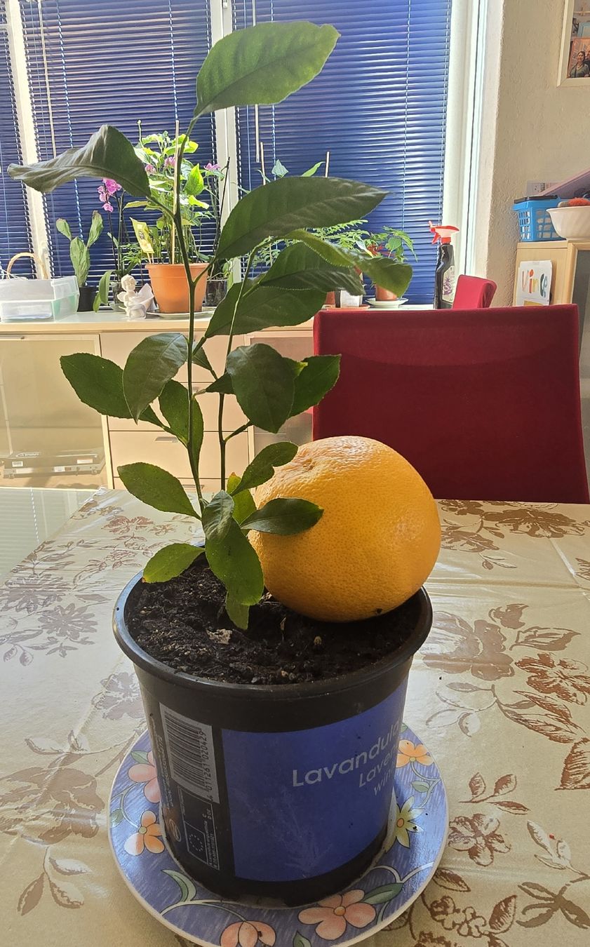 Piante & sementi: Grapefruits Pflanze – Usato da Biberist venduto da Giveme