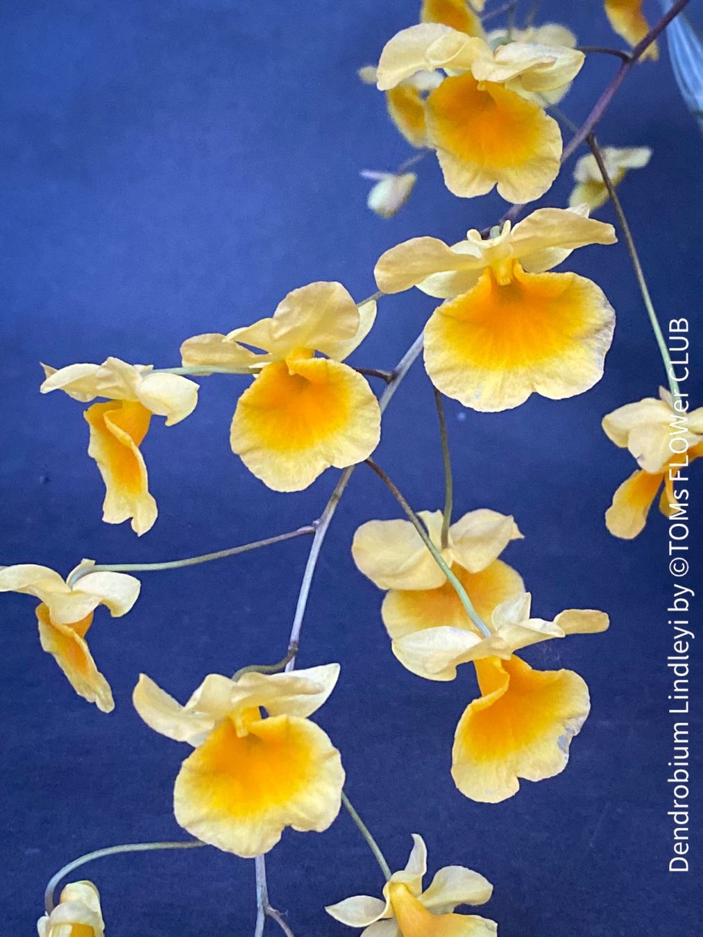 Piante & sementi: Dendrobium Lindleyi - gelb blühende & top robuste Orchidee – Nuovo e nell'imballaggio originale da Adliswil venduto da asTOMas963