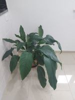 Pflanze Einblatt botanisch Spathiphyllum mitTopf Hö. ca.90cm