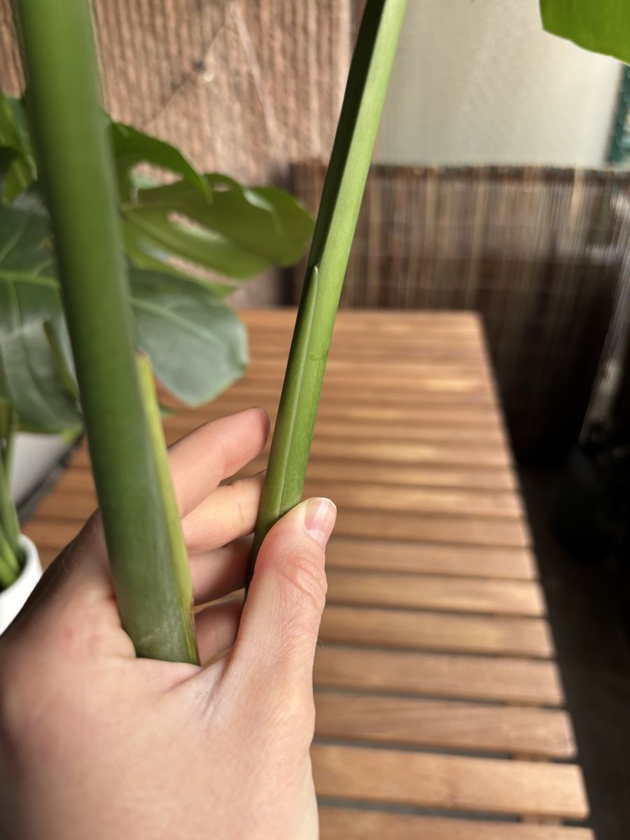 Piante & sementi: Grosse Monstera deliciosa Steckling – Nuovo (secondo la descrizione) da Zürich venduto da birokitti 2