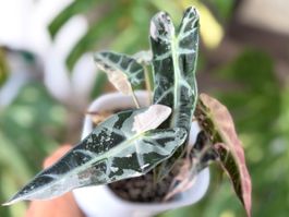 Alocasia Bambino Pink Variegata