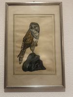 Handgemalt Mäusebussard – nach Naumann 19Jh
