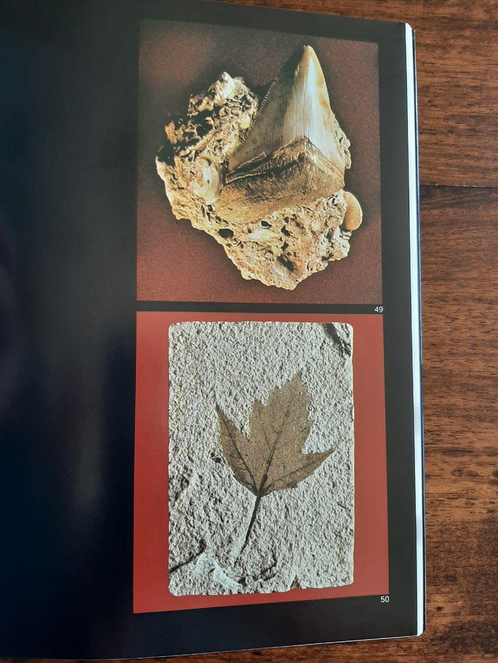 Libri: Buch Fosslien Sammlung Schalch – Usato da Rickenbach BL venduto da Oktober68 1