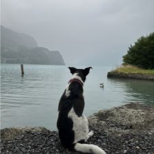 Profile image of Montykokino