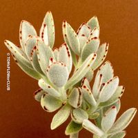 KALANCHOE TOMENTOSA – die samtige Kalanchoe-Schönheit