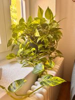 Belle plante verte Pothos avec pot