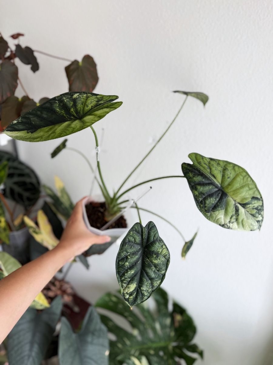 Piante & sementi: Alocasia Dragon Scale Albo – Nuovo (secondo la descrizione) da Bern venduto da Lucas_Ma 2