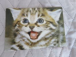 Schwarzfusskatze, Zoo, Katze, Raubkatze, ungelaufen