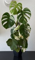 Monstera deliciosa albo variegata, 90cm, Mosspole