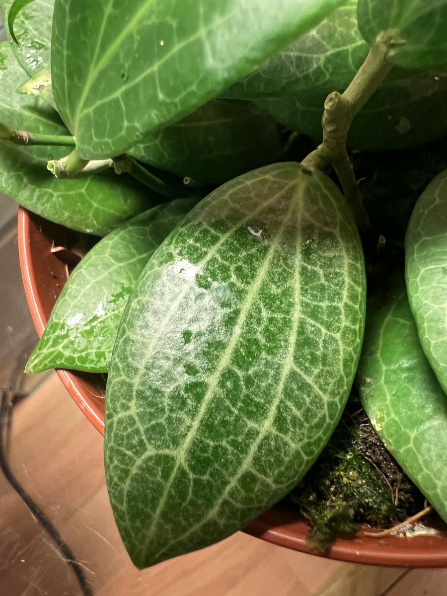 Piante & sementi: Hoya fitchii  – Usato da Chevenez venduto da ric_v6s7 7