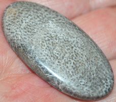 Cabochon L-719 – Helles Schlangen Fossil - 43x23mm