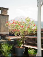 Grosser Oleander Balkonpflanze