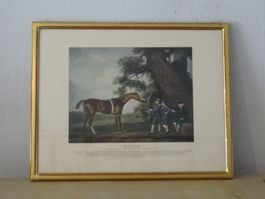 Englische Pferde-Drucke in Goldrahmen, handcoloriert, Eclips