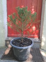 Mammutbaum (Sequoiadendron giganteum)