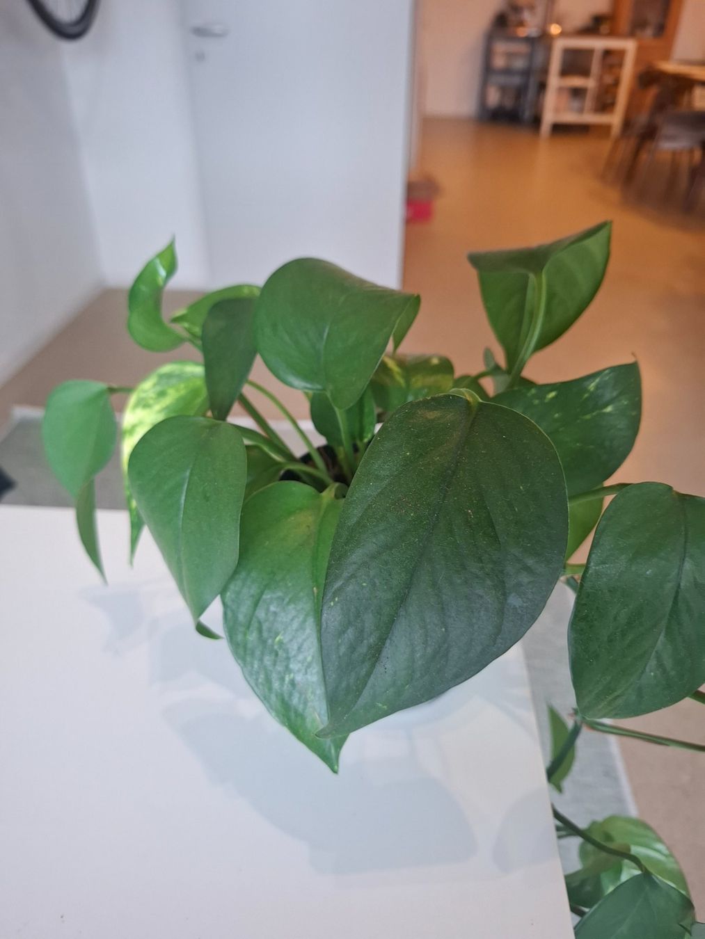 Piante & sementi: Pothos Golden – Usato da Winterthur venduto da fahrnera 1