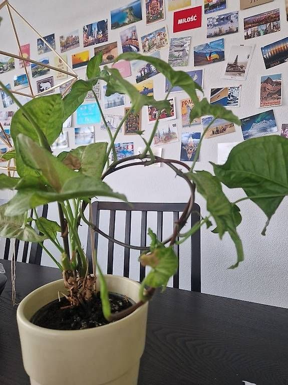 Piante & sementi: x2 Syngonium podophyllum 'White Butterfly' – Usato da Dübendorf venduto da Olenaaa 1