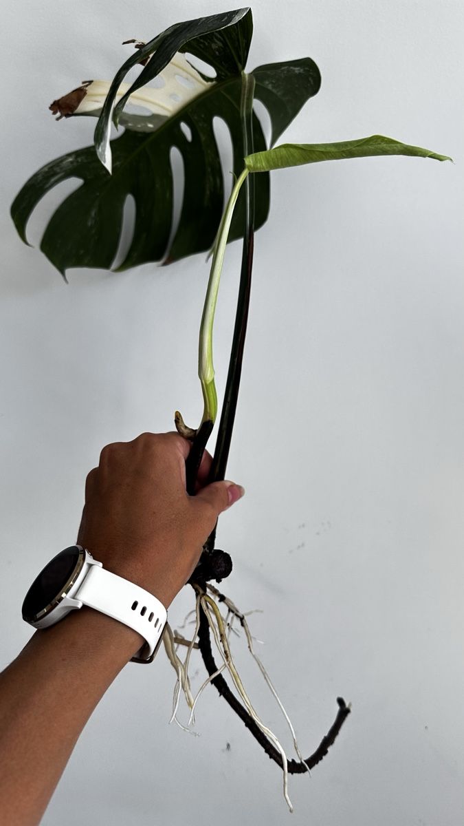 Monstera Albo Variegata Ableger mit Luftwurzeln (Gebraucht) in  Aathal-Seegrben fr CHF 11  mit Lieferung auf Ricardo kaufen