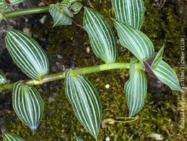 Callisia Elegans - STECKLING für Deinen grünen Daumen