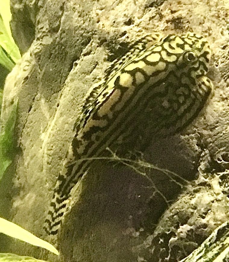 Aquarium: Fisch Steinflossensauger junge – Neu (gemäss Beschreibung) aus Schlieren von Jeajet 4