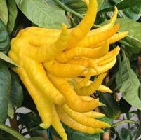 Sehr seltener Heil Baum CITRUS MEDICA DIGITATA Buddhas Hand