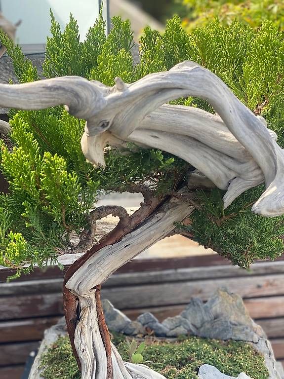 Plantes & graines: Bonsai Wacholder – D'occasion à Aarau Rohr par Sergiomendez 1