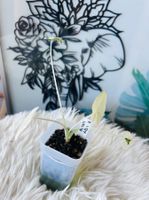 Alocasia Sarian Albovariegata