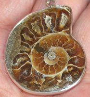 Anhänger L-4397 – Ammonit Fossil mittelgross AA