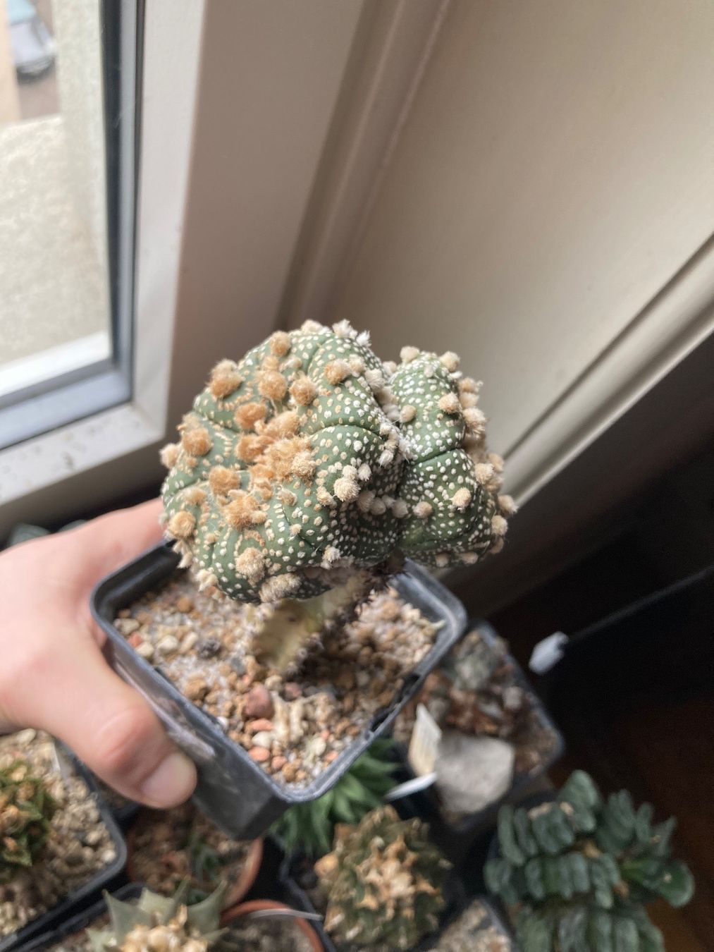 Piante & sementi: Super Astrophytum Asterias Doppelkopf – Usato da Zürich venduto da tilala17 2